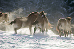 Przewalski's Horses