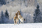 Przewalski's Horses