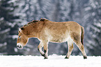 Przewalski's Horse