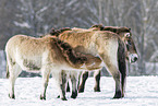 Przewalski's Horses