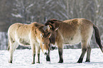 Przewalski's Horses