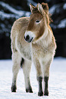 Przewalski's Horse