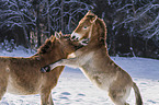 Przewalski's Horses