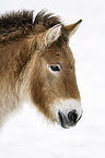 Przewalski's Horse