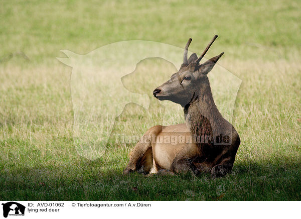 liegender Rotwild / lying red deer / AVD-01062