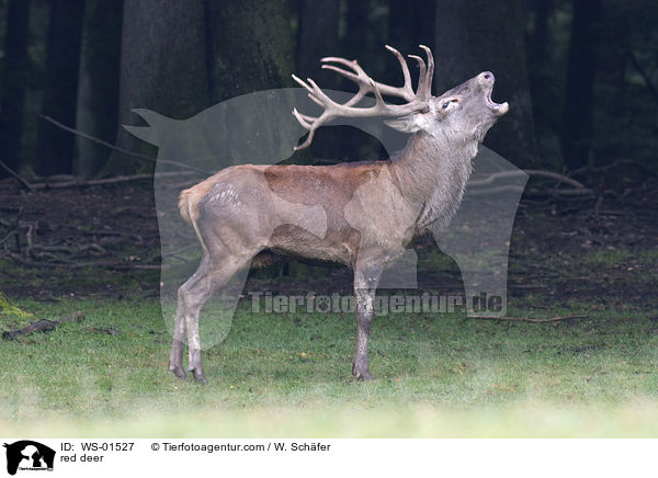 red deer / WS-01527