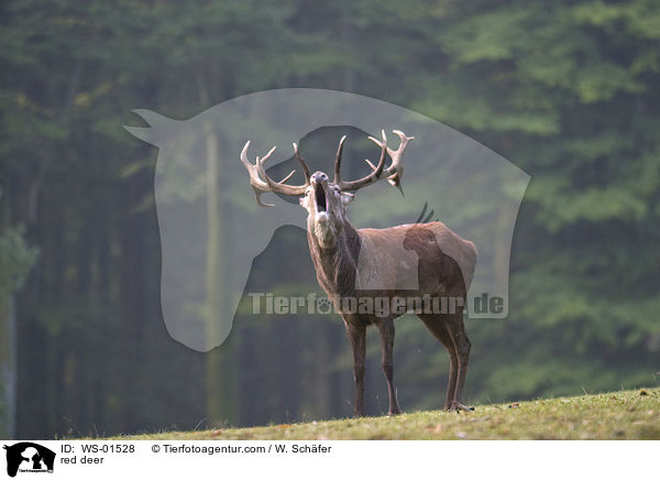 red deer / WS-01528