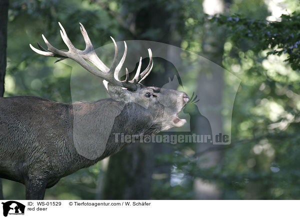 red deer / WS-01529