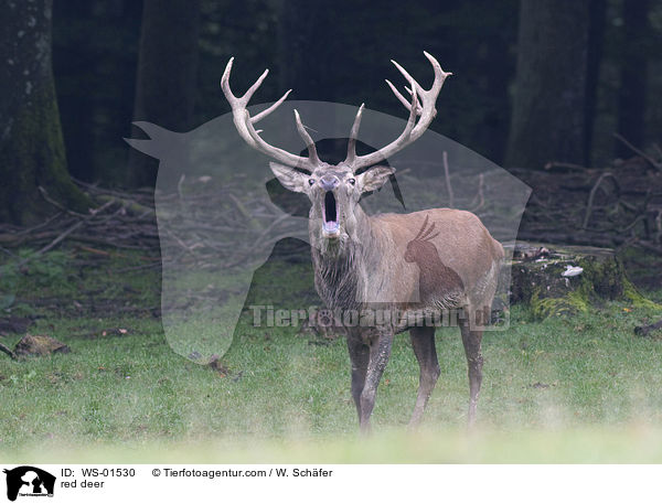 red deer / WS-01530