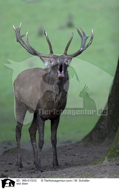 red deer / WS-01533