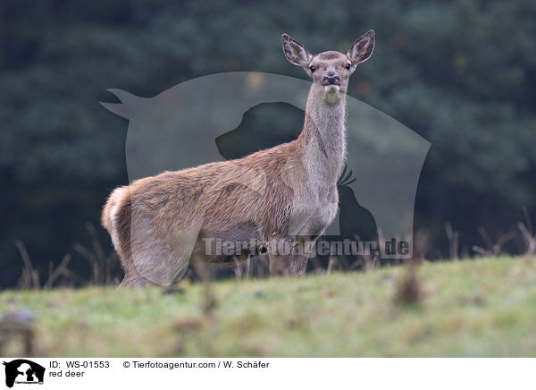 Rotwild / red deer / WS-01553