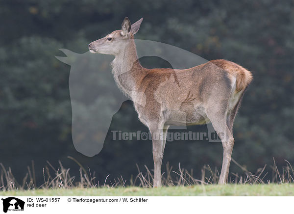 Rotwild / red deer / WS-01557