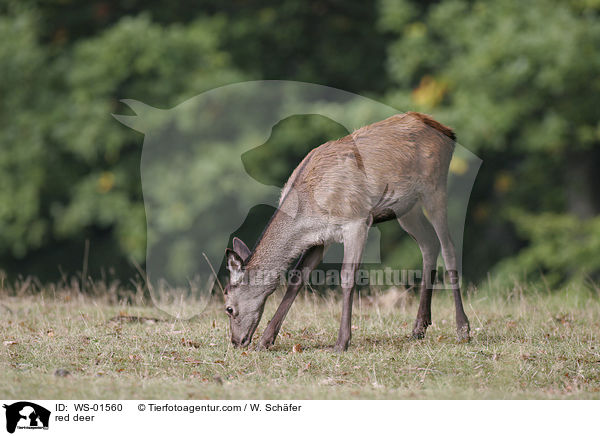 red deer / WS-01560