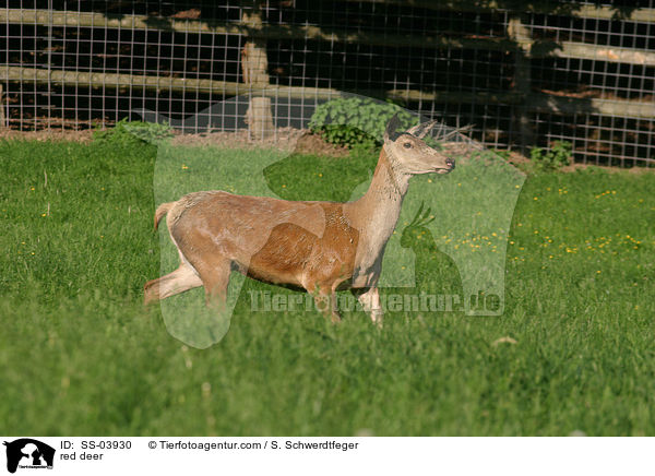 red deer / SS-03930