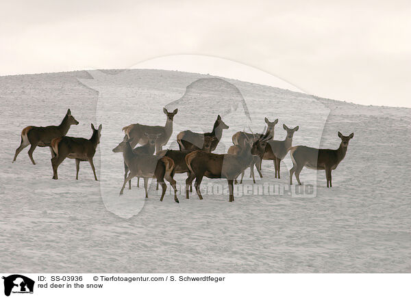 red deer in the snow / SS-03936