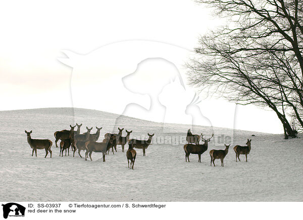 red deer in the snow / SS-03937