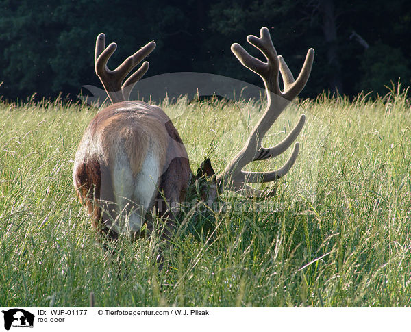 Rothirsch / red deer / WJP-01177