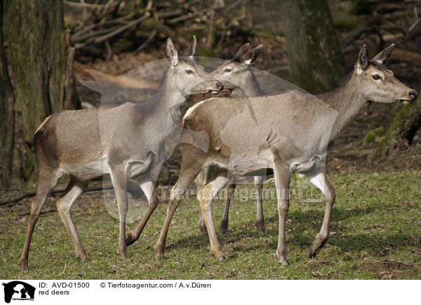 Rothirsche / red deers / AVD-01500