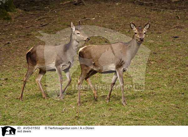 Rothirsche / red deers / AVD-01502