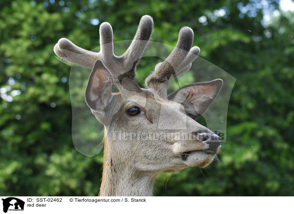 Rothirsch / red deer / SST-02462