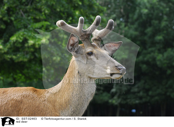 red deer / SST-02463