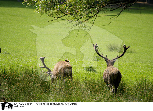 Rothirsche / red deer / AVD-01664