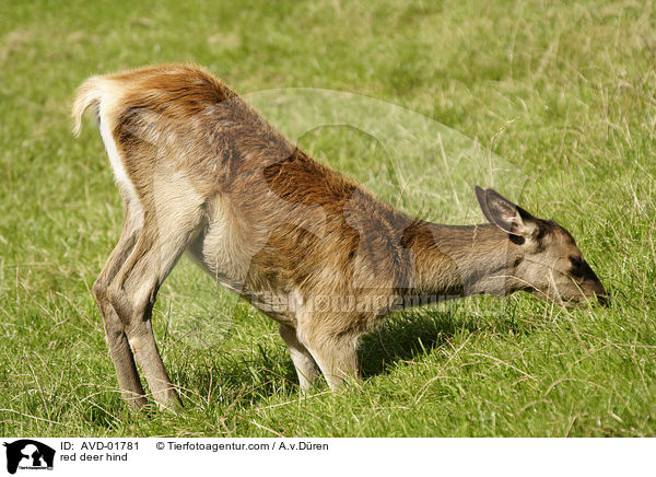 Hirschkuh / red deer hind / AVD-01781