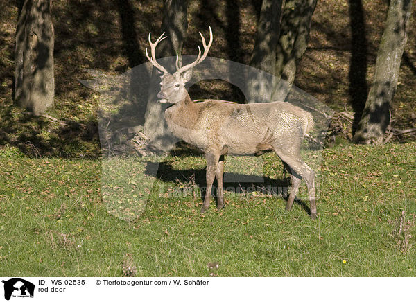 Rothirsch / red deer / WS-02535