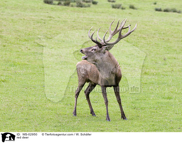 Rotwild / red deer / WS-02950