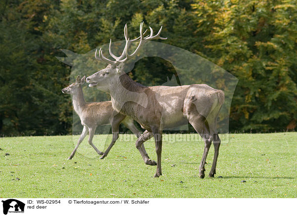 Rotwild / red deer / WS-02954