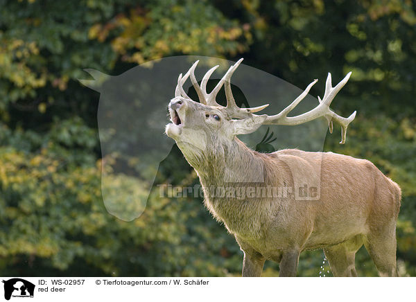 Rotwild / red deer / WS-02957