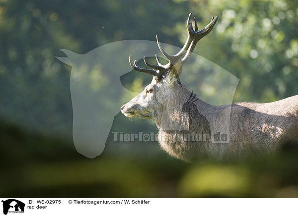 Rotwild / red deer / WS-02975