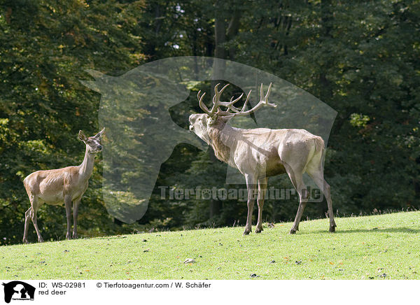 Rotwild / red deer / WS-02981