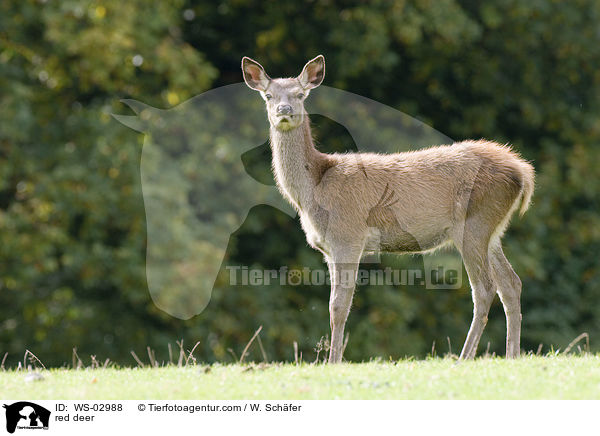 Rotwild / red deer / WS-02988