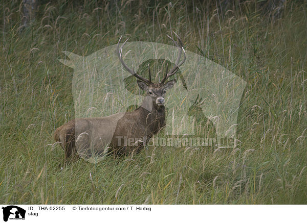 stag / THA-02255