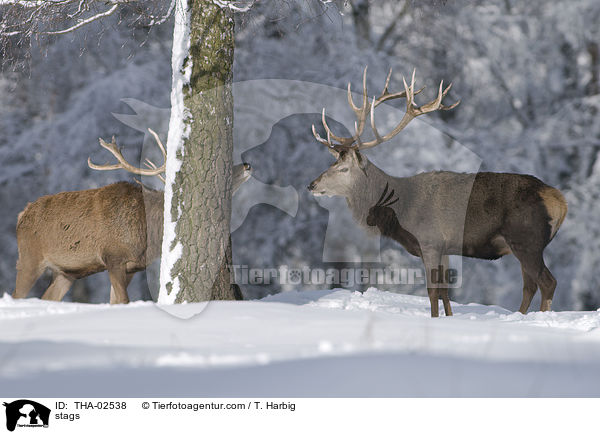 Hirschbcke / stags / THA-02538