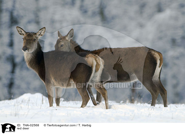Rotwild / red deer / THA-02568