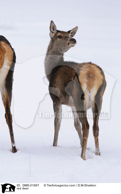 Rotwild / red deer / DMS-01667