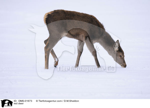 Rotwild / red deer / DMS-01673