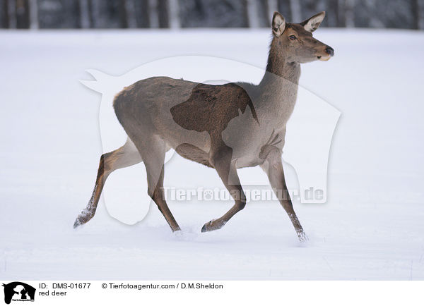 Rotwild / red deer / DMS-01677