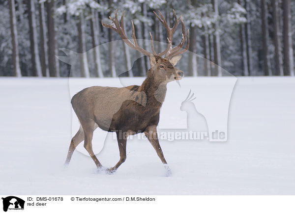 Hirschbock / red deer / DMS-01678