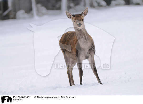 Rotwild / red deer / DMS-01682