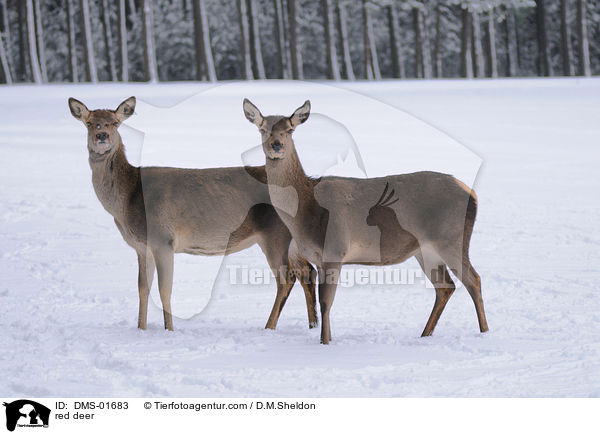 Rotwild / red deer / DMS-01683