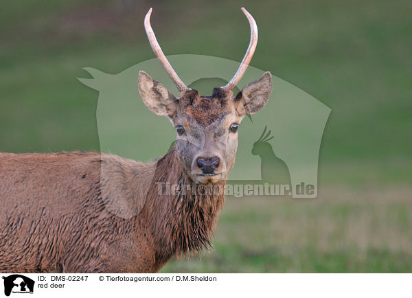Rotwild / red deer / DMS-02247