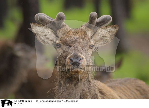 Rothirsch / red deer / DMS-02626