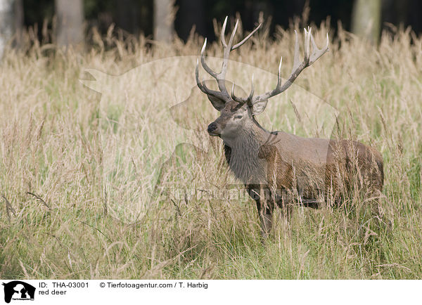 Rothirsch / red deer / THA-03001