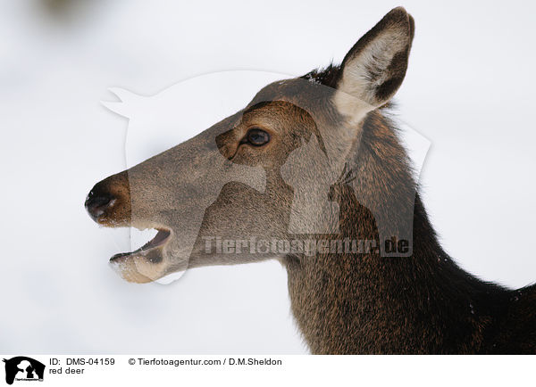 Rotwild / red deer / DMS-04159