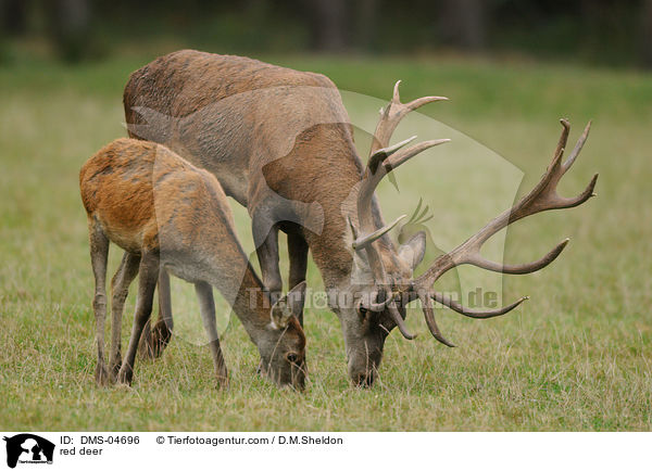 Rotwild / red deer / DMS-04696