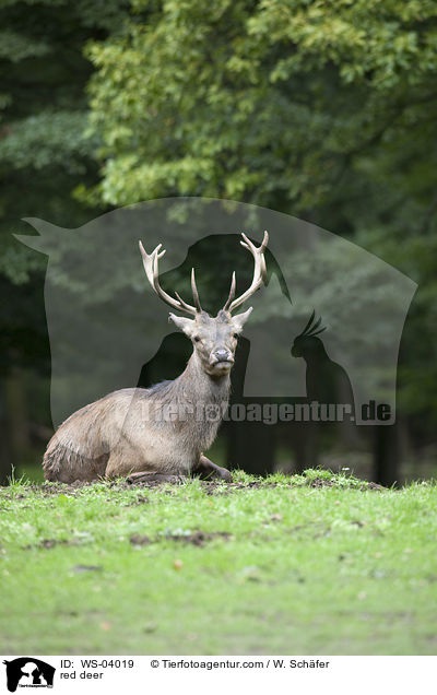 Rotwild / red deer / WS-04019