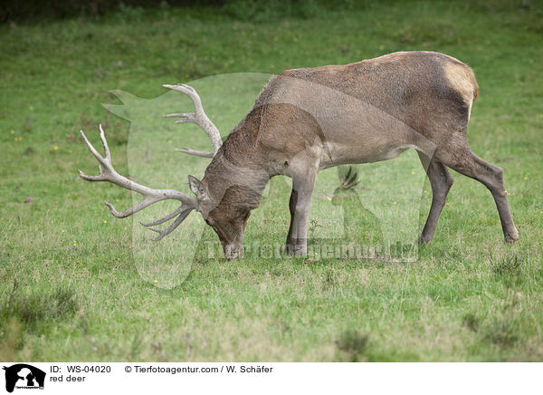 Rotwild / red deer / WS-04020